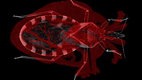 A triatomine insect in front of a heart.