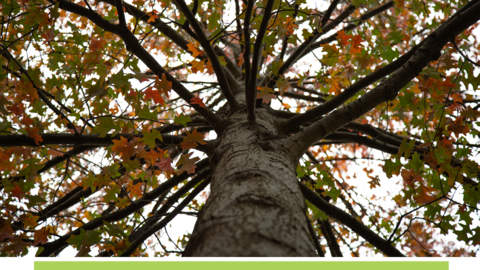 Close-up of tree with fall leaves.