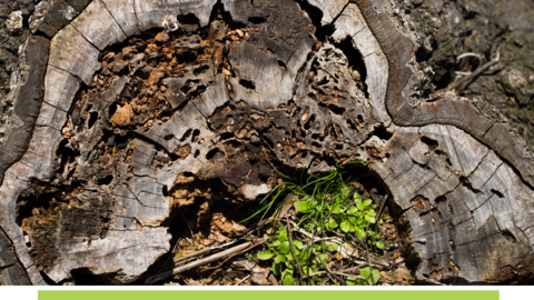 Close-up of the base of a cut tree trunk.