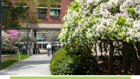 Flowered trees in front of a Harvard building.