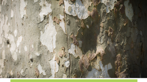 Close-up of bark on a tree.