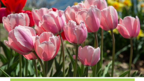 Close-up of pink tulips.