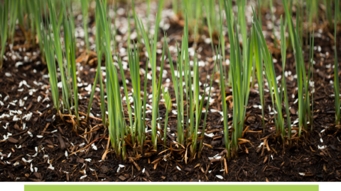 Close-up of baby grass.