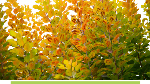 Close-up of fall colored leaves on a bush.