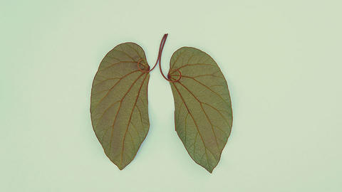 Two leaves together looking like lungs.