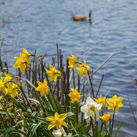 Daffodils and a duck on the charles river. 