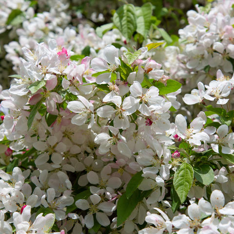 Flowers on a bush.