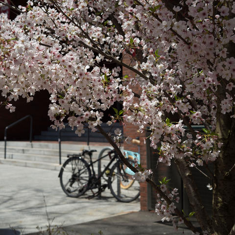 Bike under a tree with flowers.