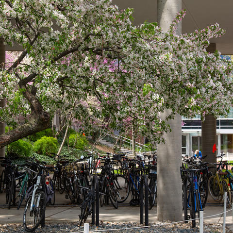 Bikes under a tree.