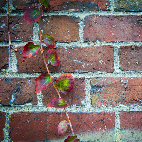 Close-up of a vine on a brick wall.