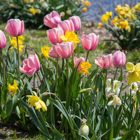 Pink tulips and yellow daffodils. 