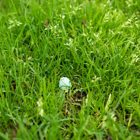 A broken blue egg shell in the grass.