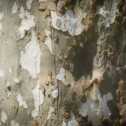 Close-up of a tree trunk.