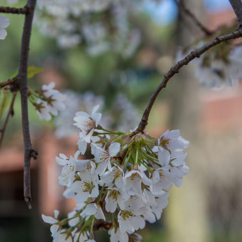 Close-up of branch with flowers.